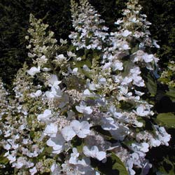 Hortnsia de panculas 'Tardiva'